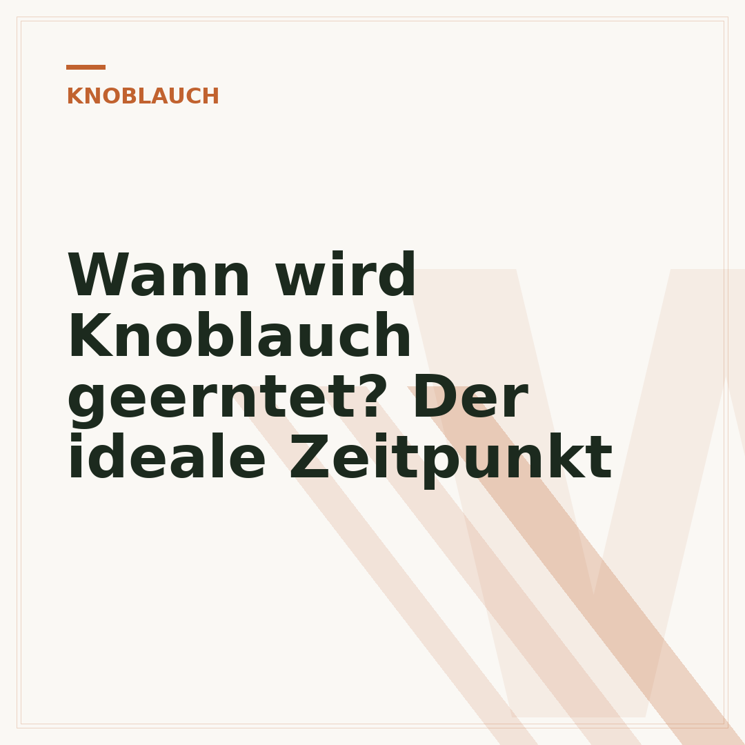 Wann wird Knoblauch geerntet? Der ideale Zeitpunkt