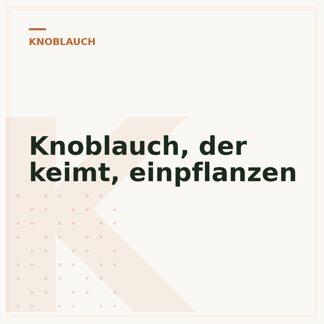Knoblauch, der keimt, einpflanzen