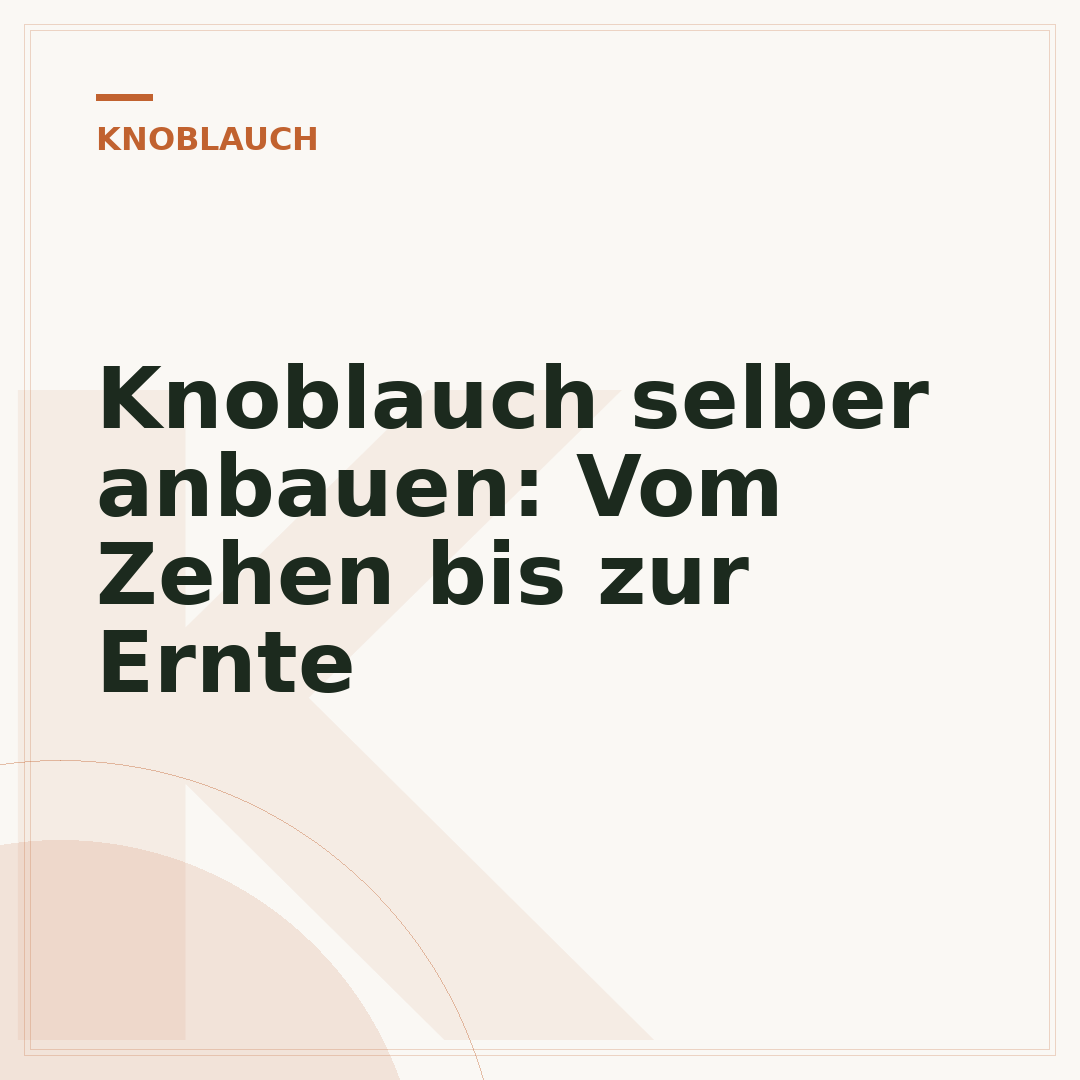 Knoblauch selber anbauen: Vom Zehen bis zur Ernte
