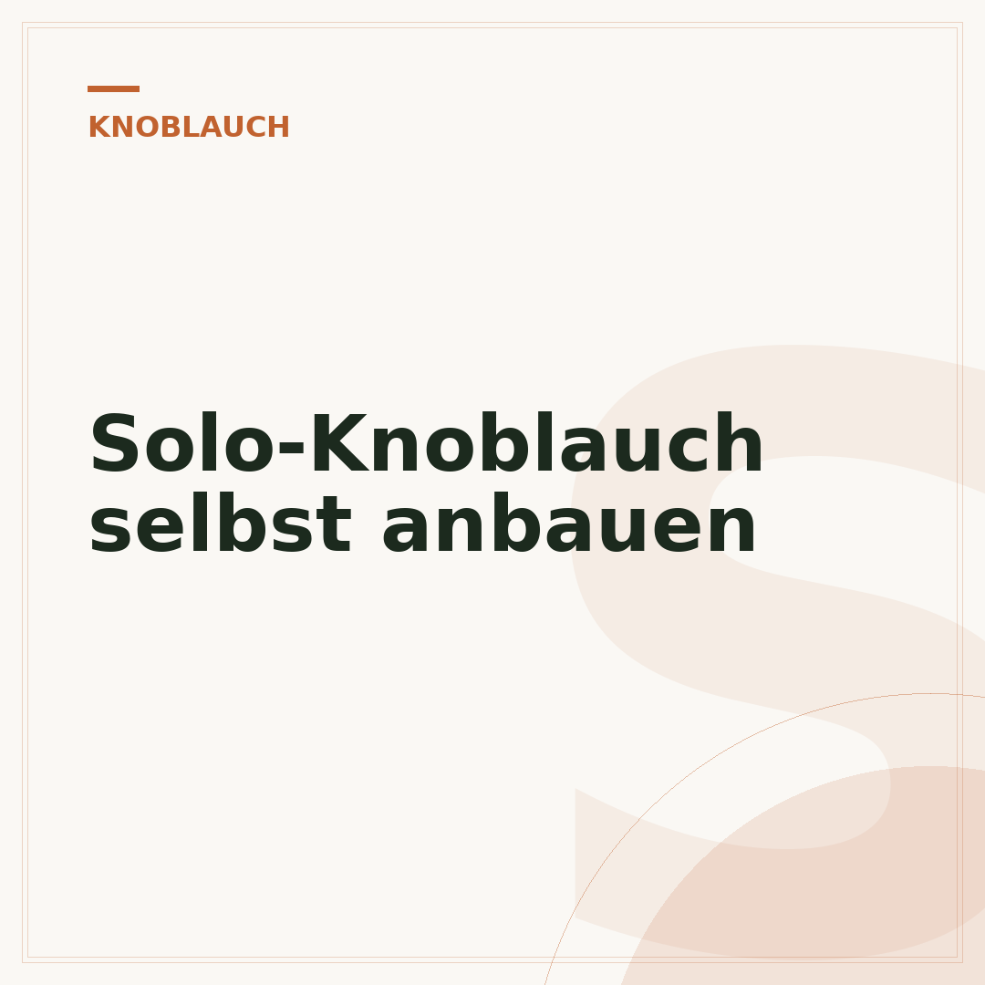 Solo-Knoblauch selbst anbauen