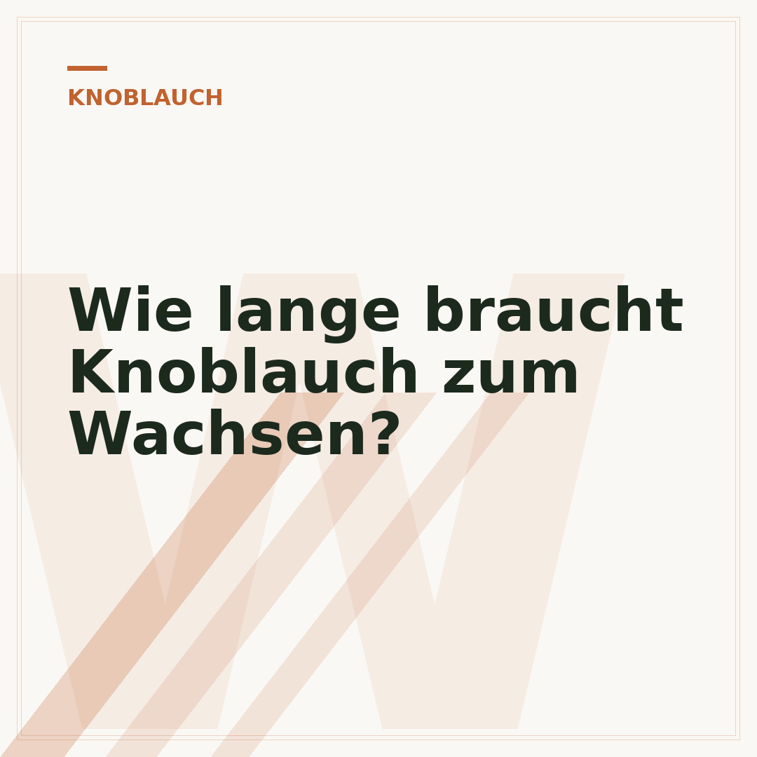 Wie lange braucht Knoblauch zum Wachsen?