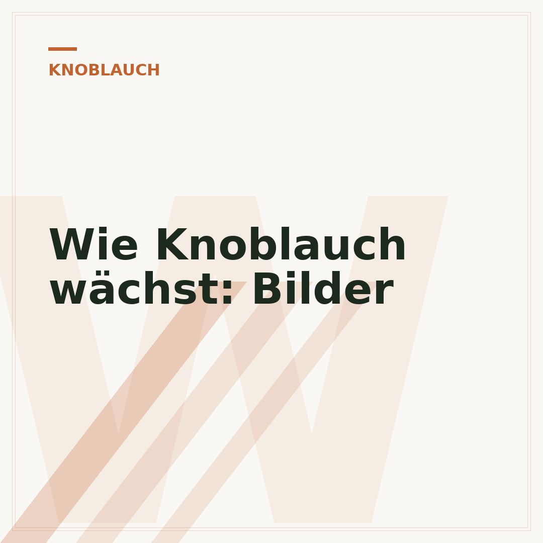Wie Knoblauch wächst: Bilder