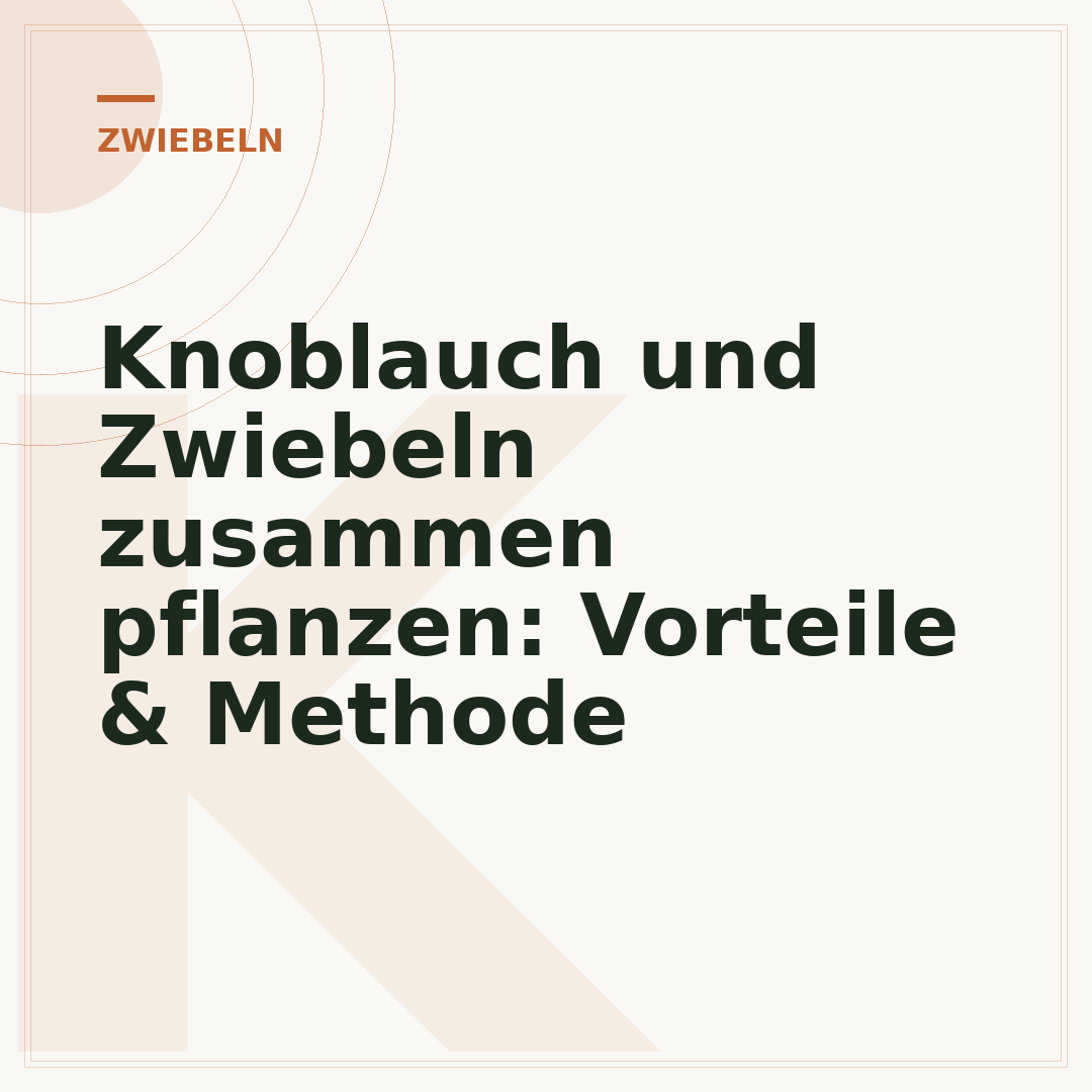 Knoblauch und Zwiebeln zusammen pflanzen: Vorteile & Methode