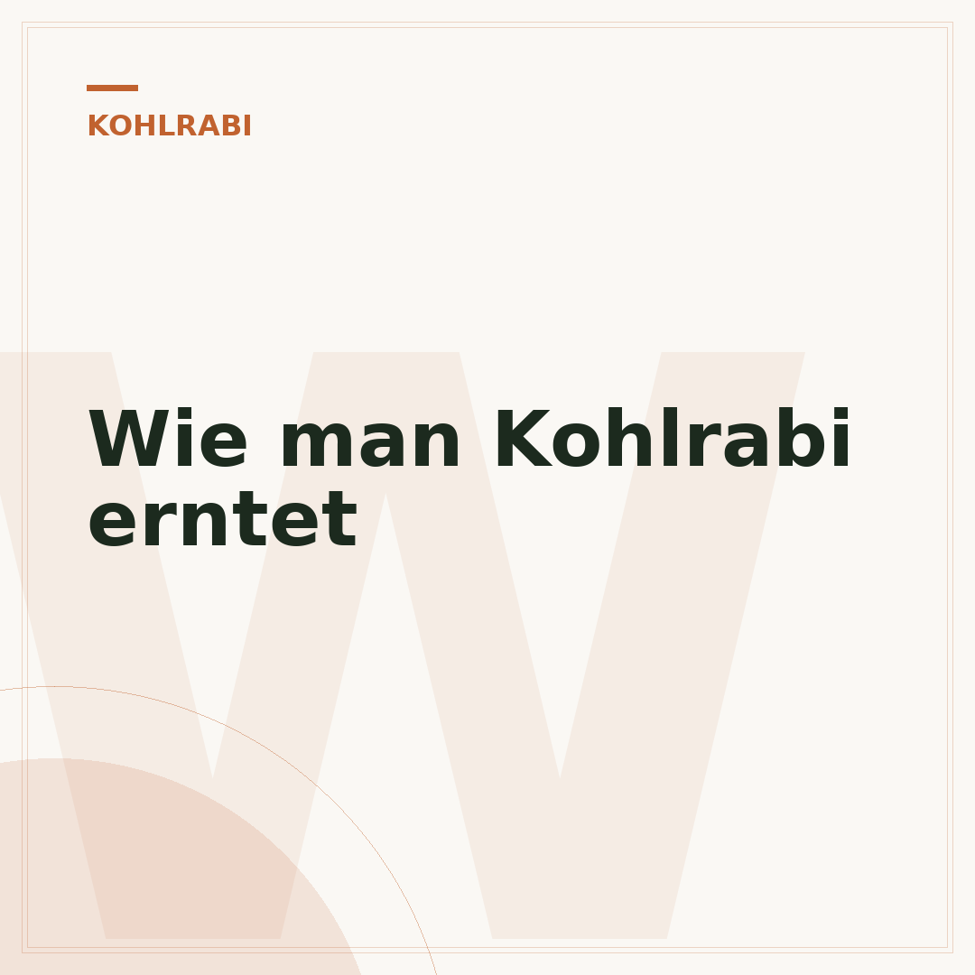 Wie man Kohlrabi erntet
