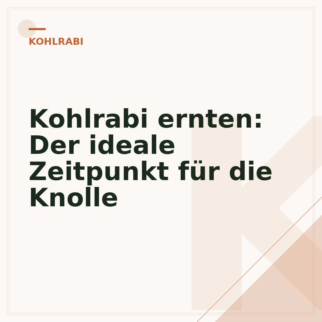 Kohlrabi ernten: Der ideale Zeitpunkt für die Knolle