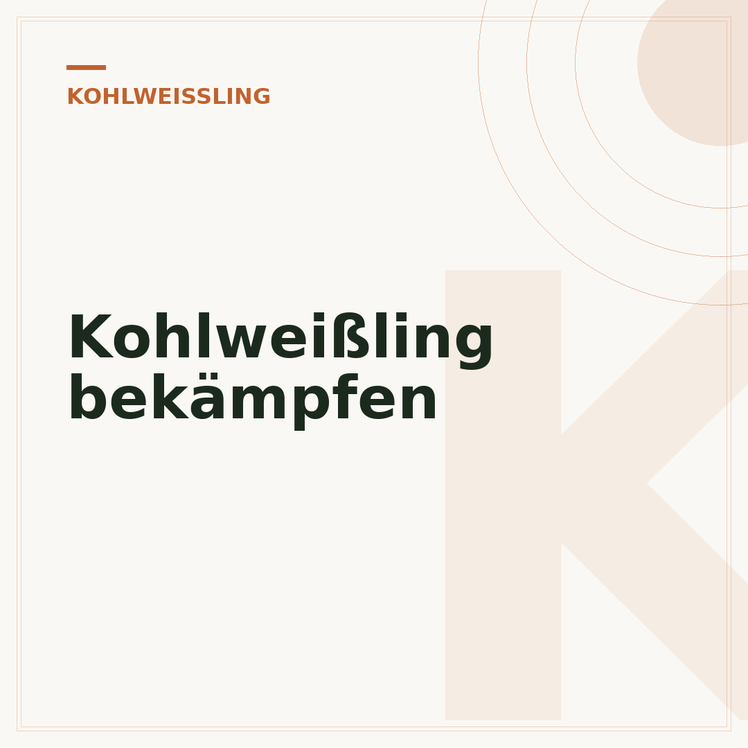 Kohlweißling bekämpfen