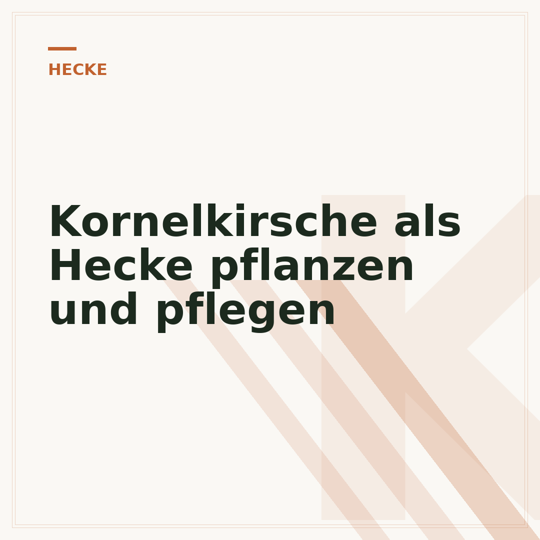 Kornelkirsche als Hecke pflanzen und pflegen