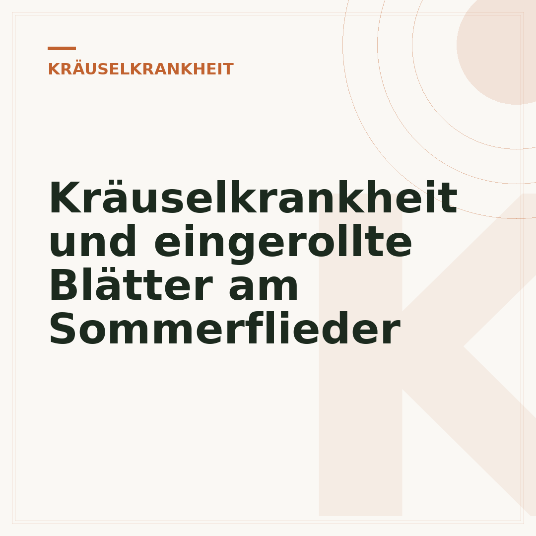 Kräuselkrankheit und eingerollte Blätter am Sommerflieder