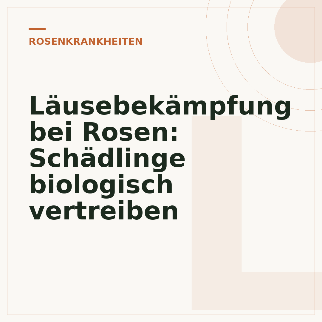 Läusebekämpfung bei Rosen: Schädlinge biologisch vertreiben