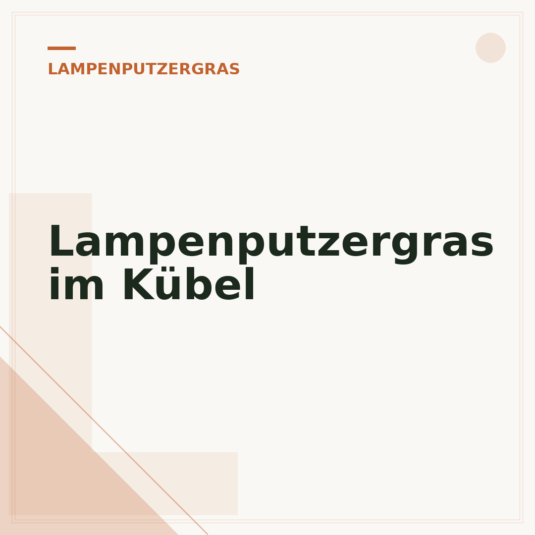 Lampenputzergras im Kübel