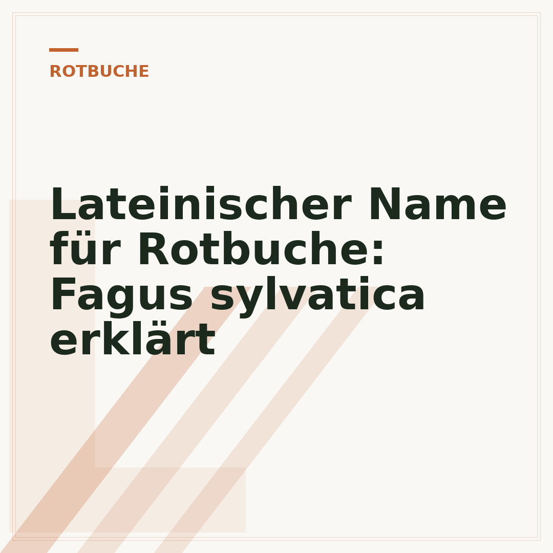 Lateinischer Name für Rotbuche: Fagus sylvatica erklärt