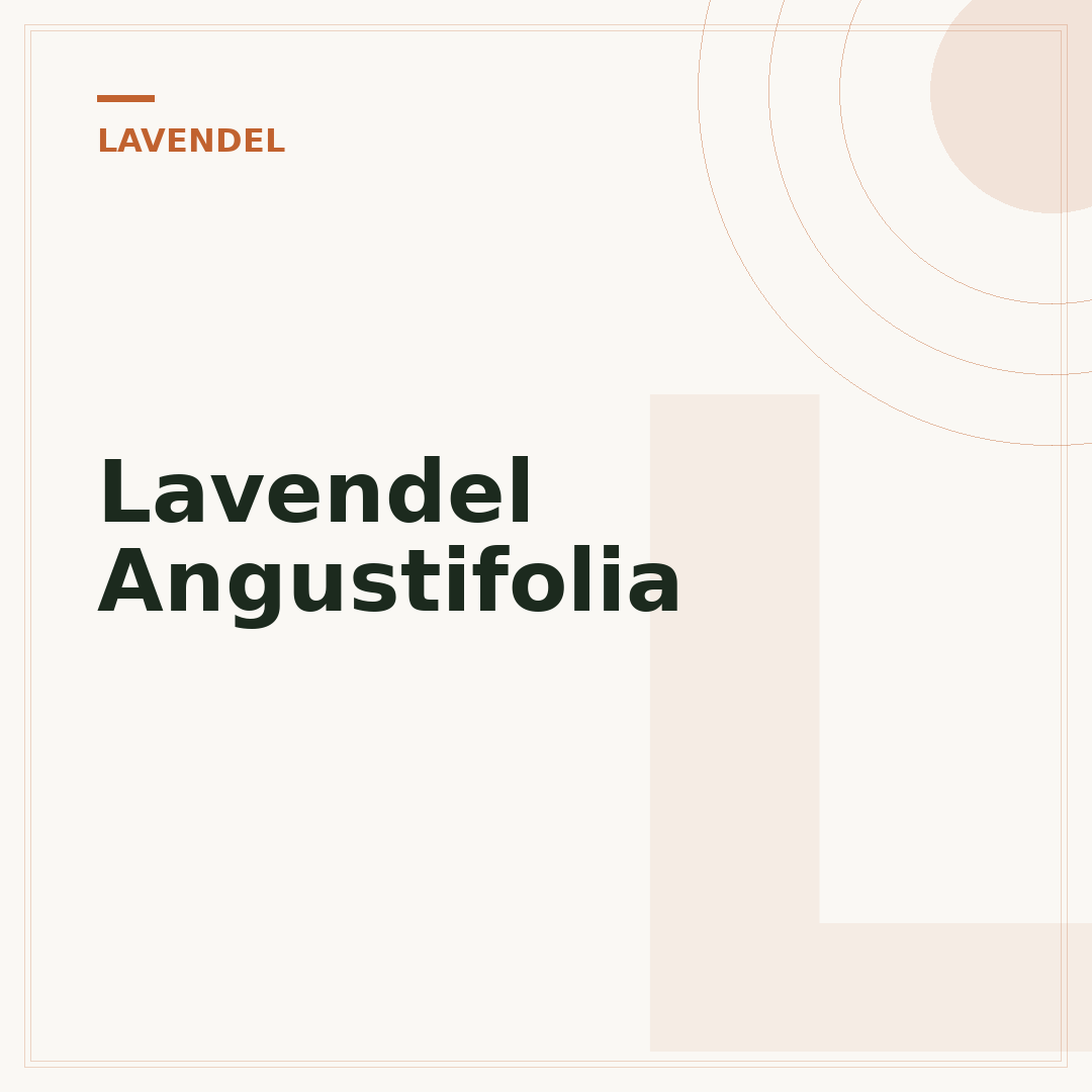 Lavendel Angustifolia