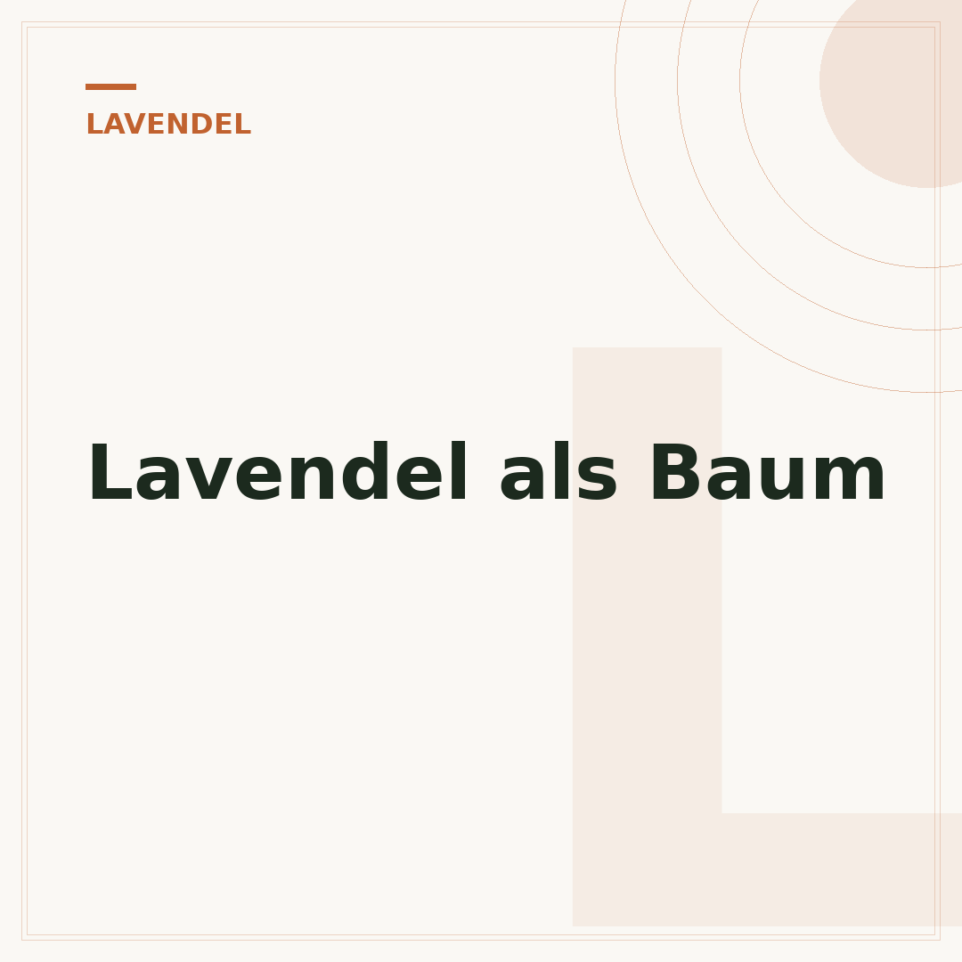 Lavendel als Baum