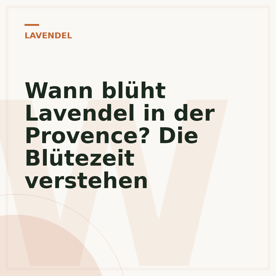 Wann blüht Lavendel in der Provence? Die Blütezeit verstehen