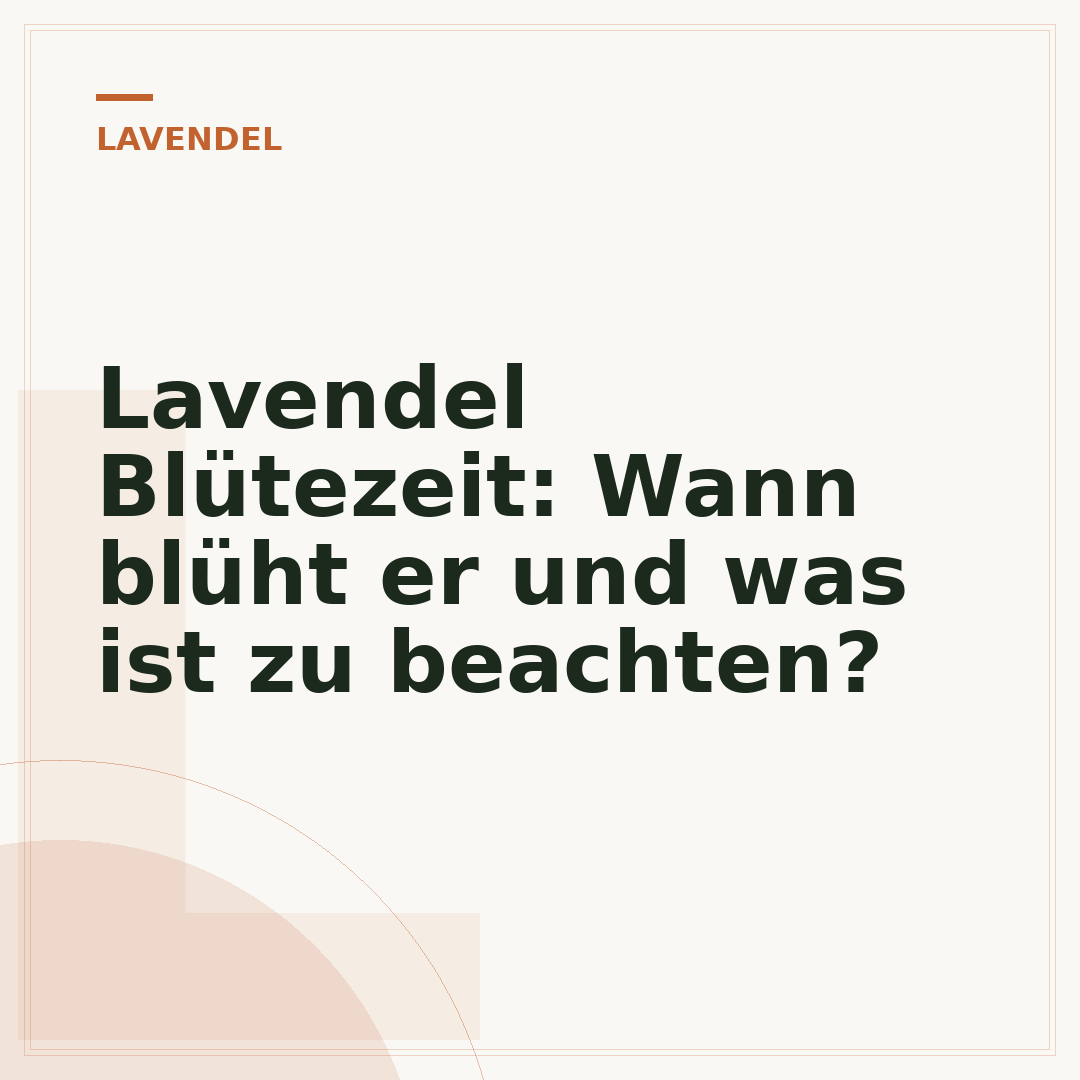 Lavendel Blütezeit: Wann blüht er und was ist zu beachten?
