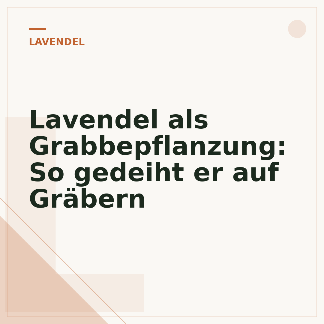 Lavendel als Grabbepflanzung: So gedeiht er auf Gräbern