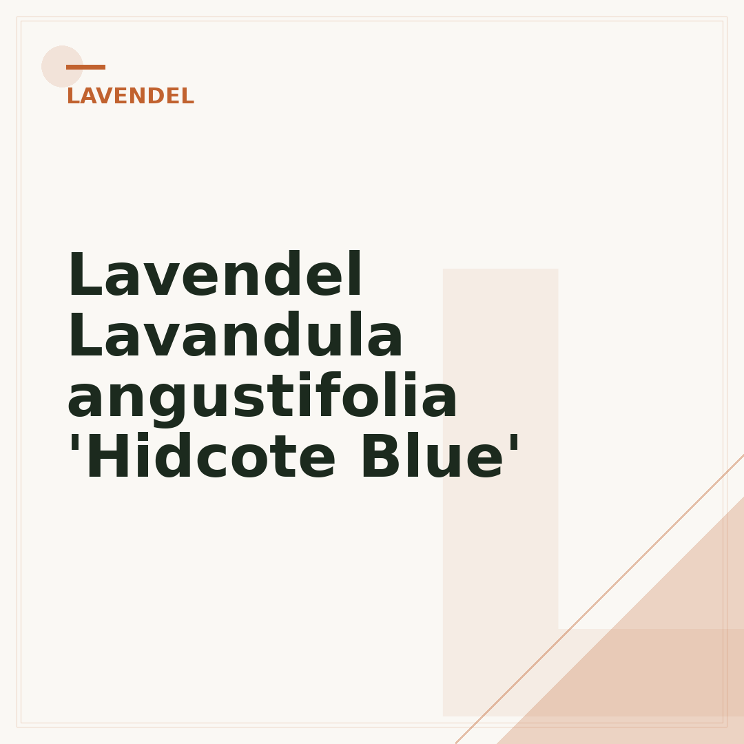 Lavendel Lavandula angustifolia 'Hidcote Blue'