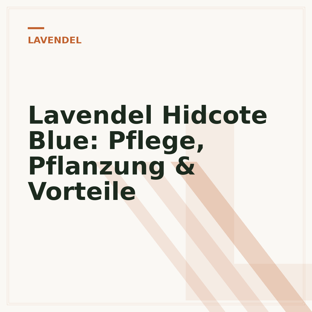 Lavendel Hidcote Blue: Pflege, Pflanzung & Vorteile