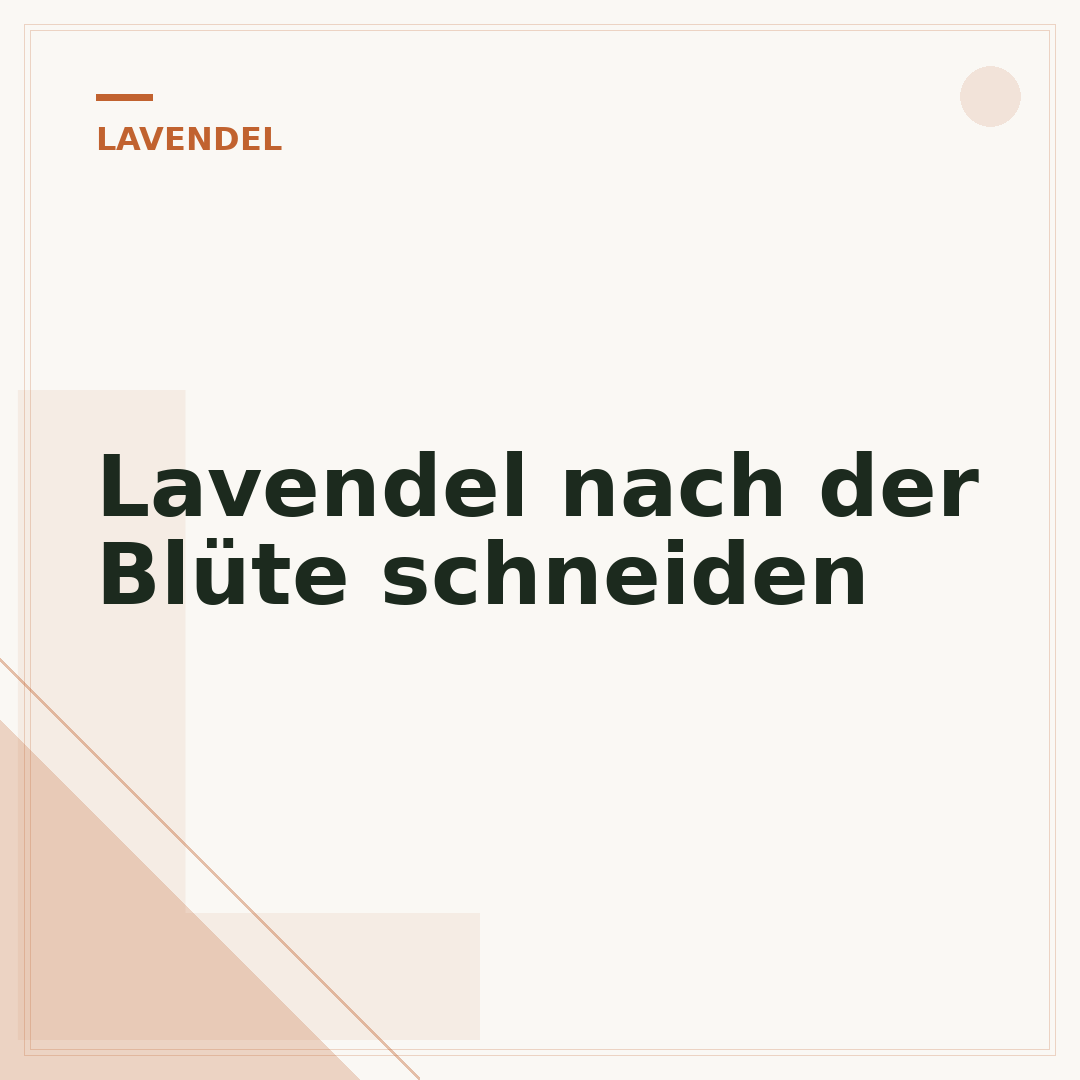 Lavendel nach der Blüte schneiden
