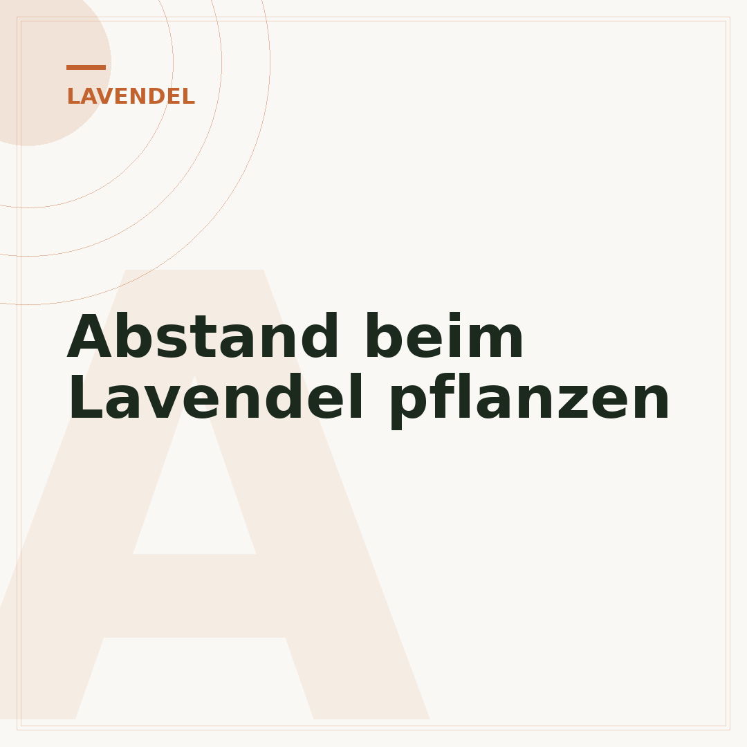 Abstand beim Lavendel pflanzen