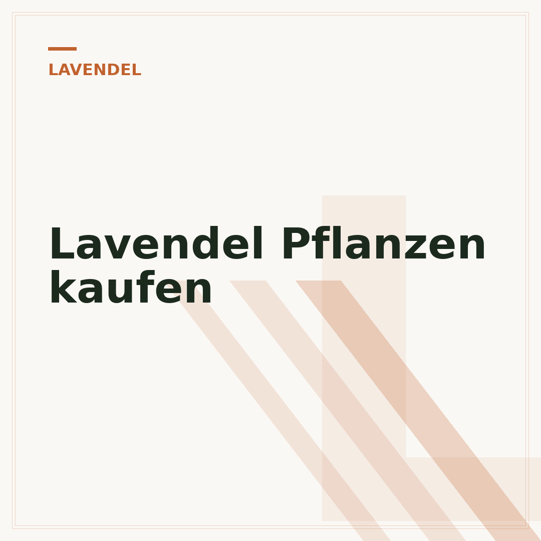 Lavendel Pflanzen kaufen