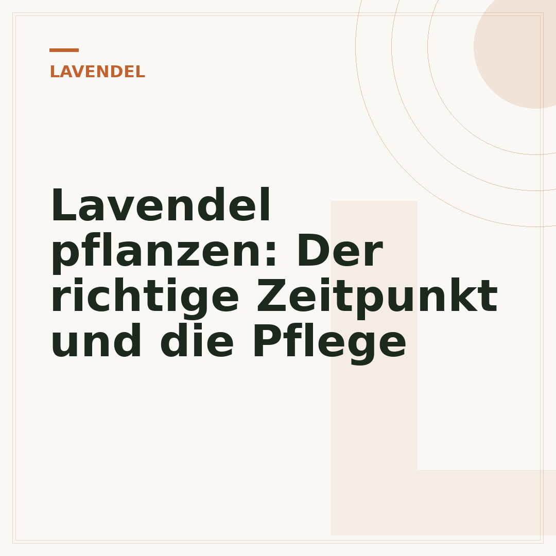 Lavendel pflanzen: Der richtige Zeitpunkt und die Pflege