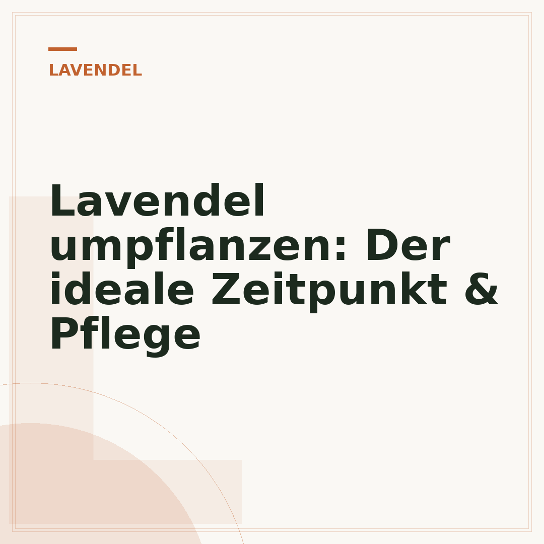 Lavendel umpflanzen: Der ideale Zeitpunkt & Pflege