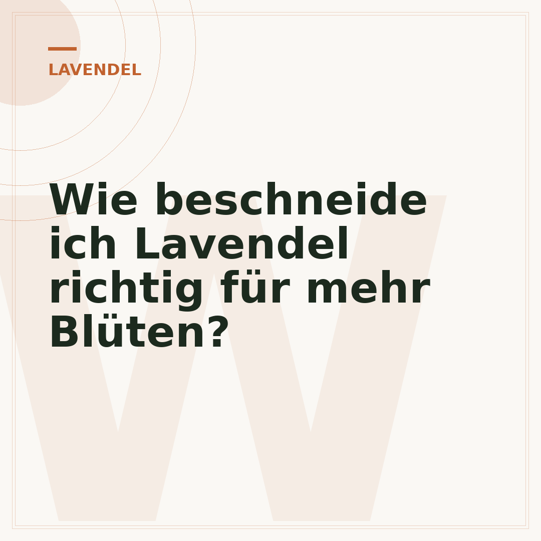 Wie beschneide ich Lavendel richtig für mehr Blüten?