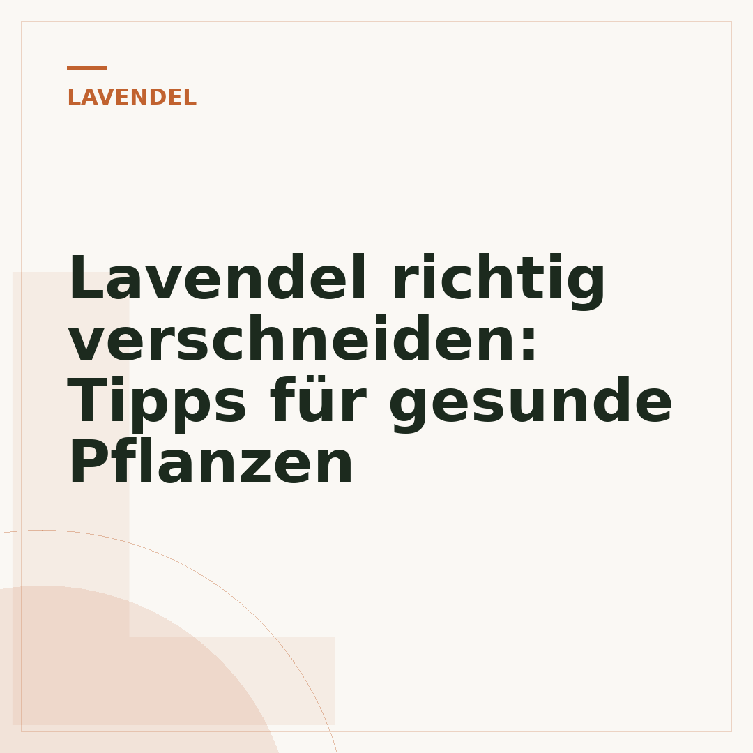 Lavendel richtig verschneiden: Tipps für gesunde Pflanzen