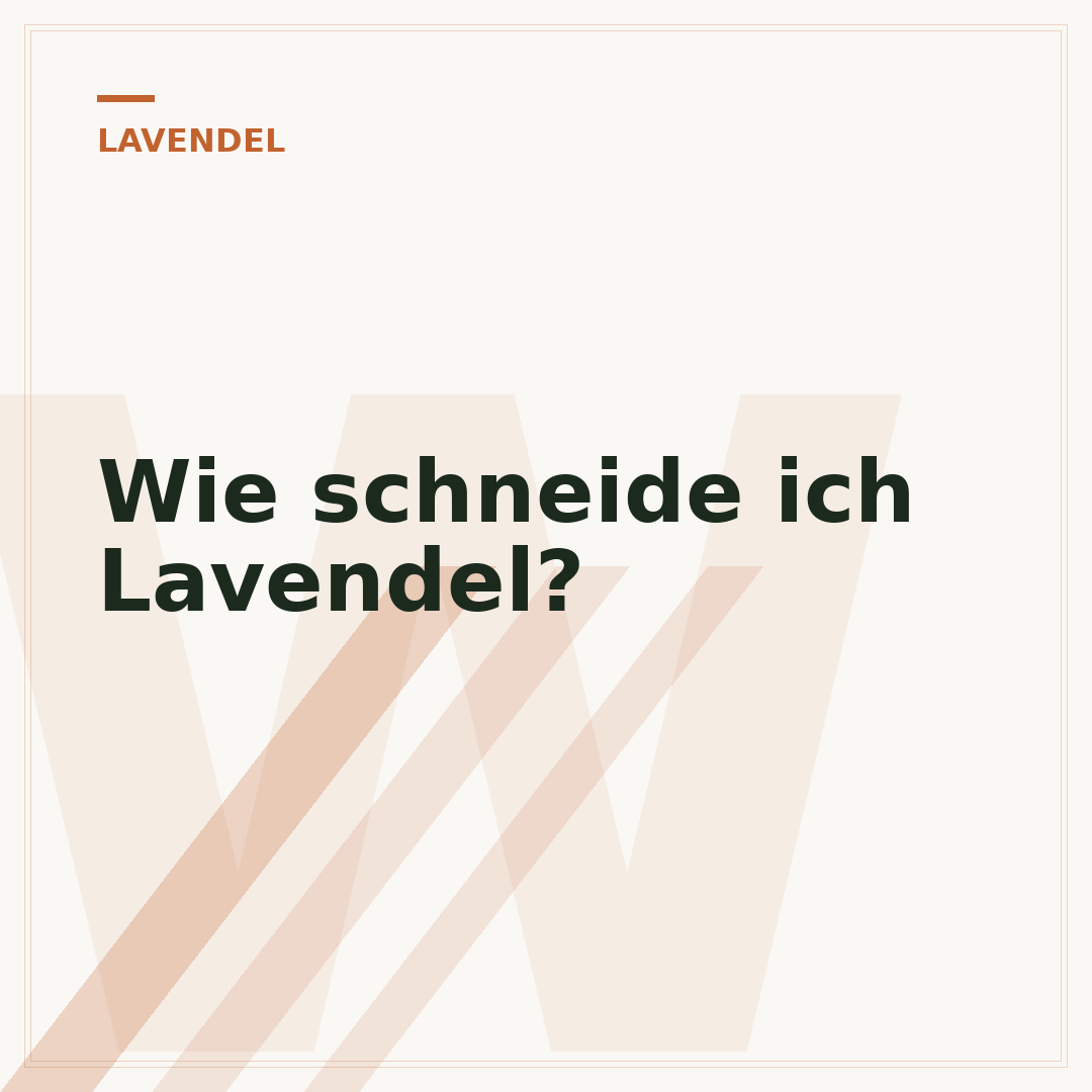 Wie schneide ich Lavendel?