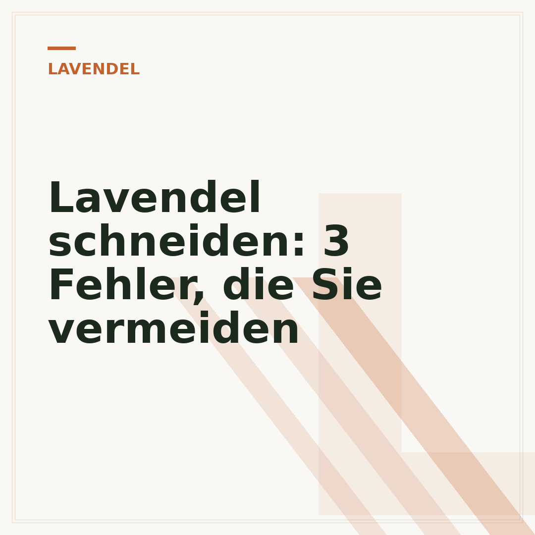 Lavendel schneiden: 3 Fehler, die Sie vermeiden