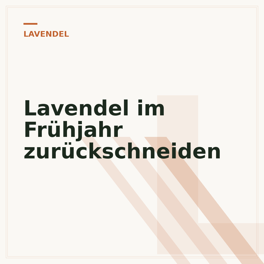 Lavendel im Frühjahr zurückschneiden