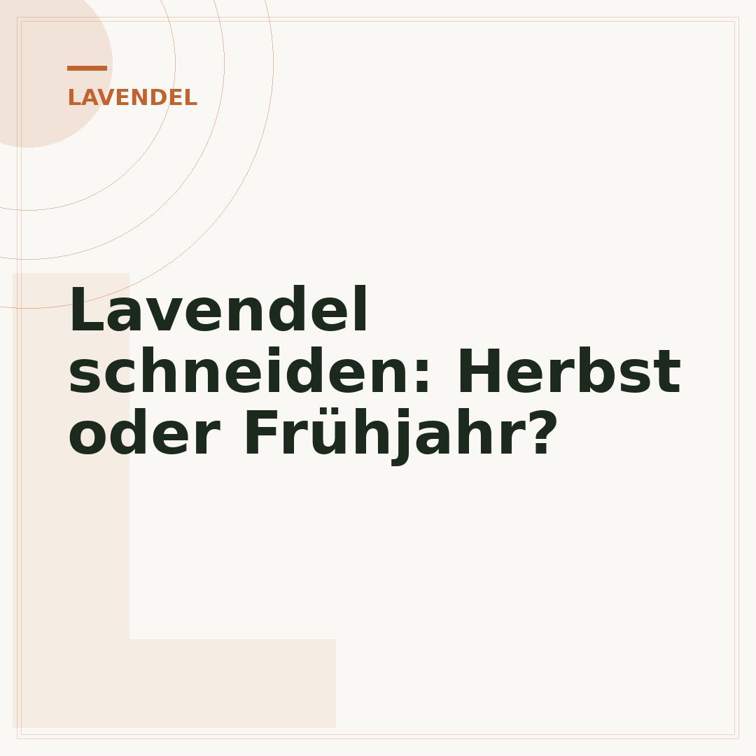 Lavendel schneiden: Herbst oder Frühjahr?