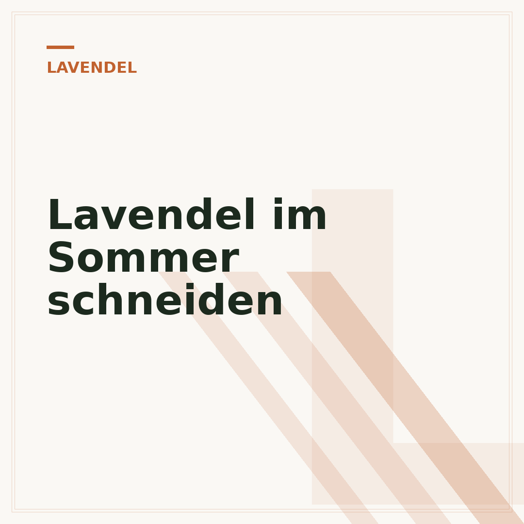 Lavendel im Sommer schneiden