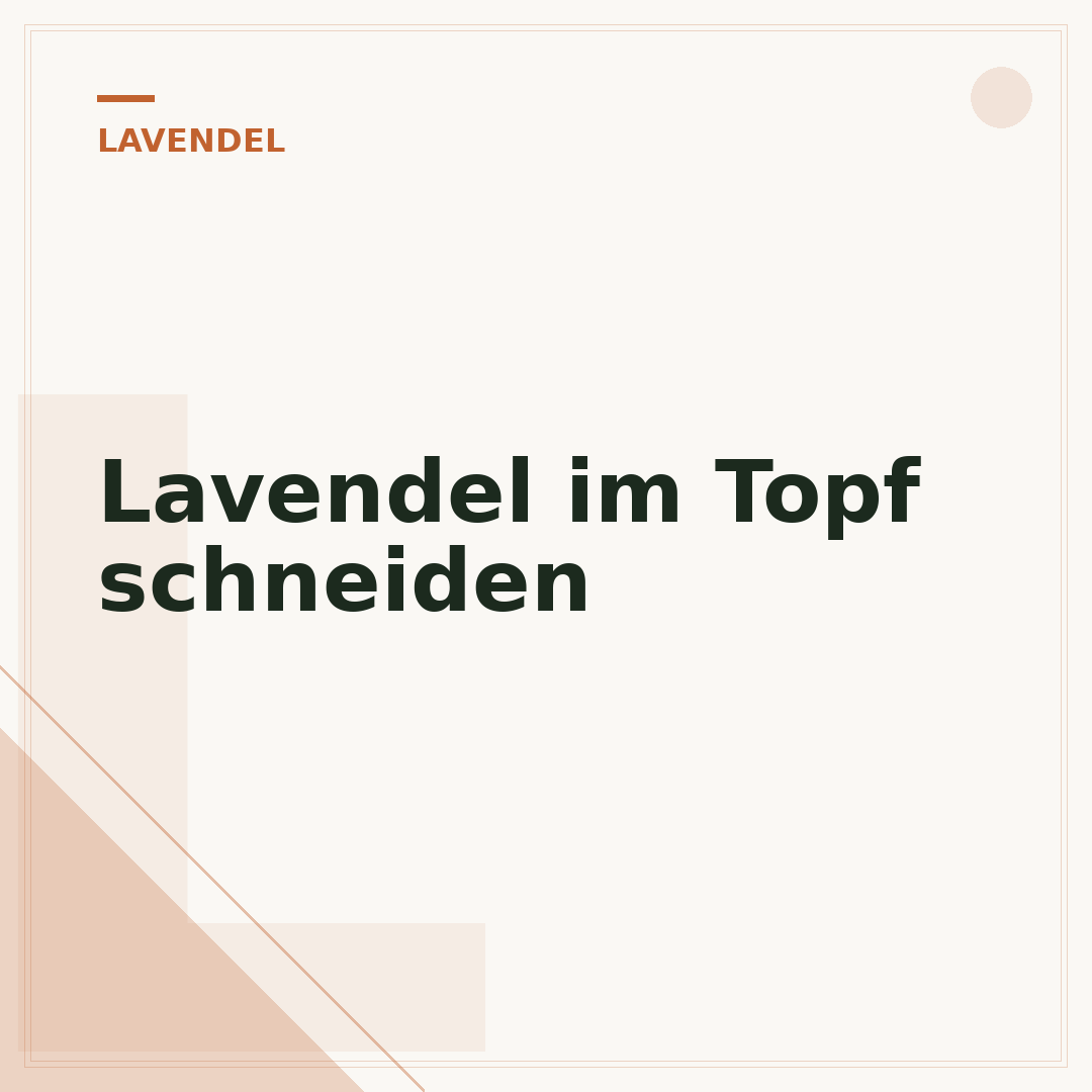 Lavendel im Topf schneiden