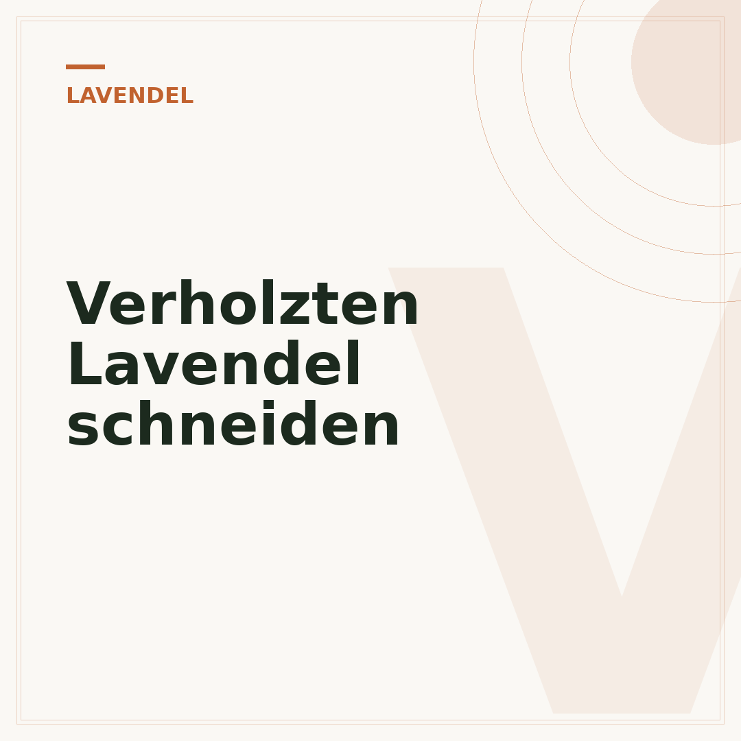Verholzten Lavendel schneiden