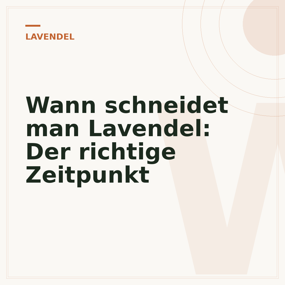 Wann schneidet man Lavendel: Der richtige Zeitpunkt