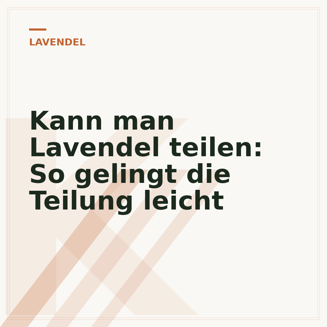 Kann man Lavendel teilen: So gelingt die Teilung leicht