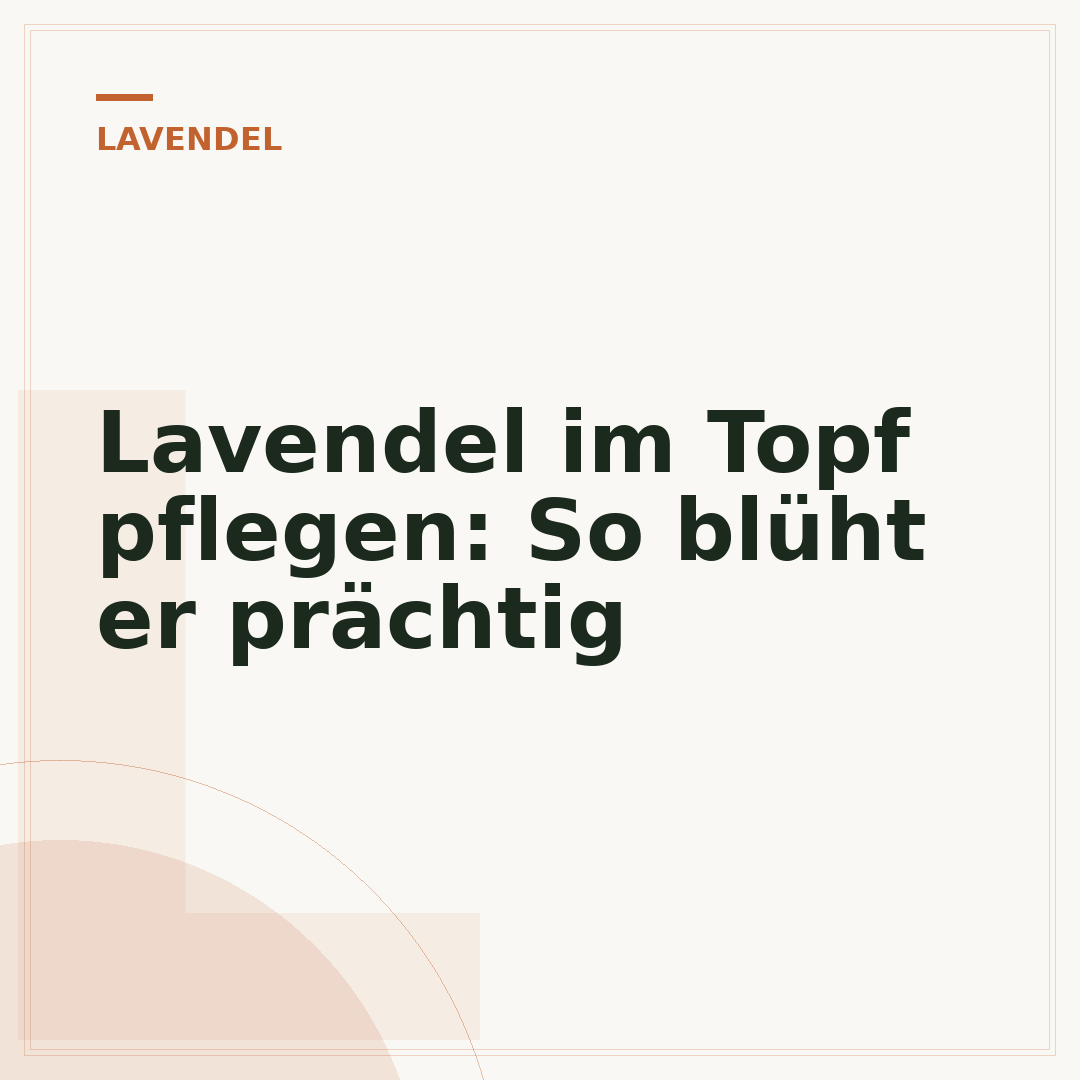 Lavendel im Topf pflegen: So blüht er prächtig