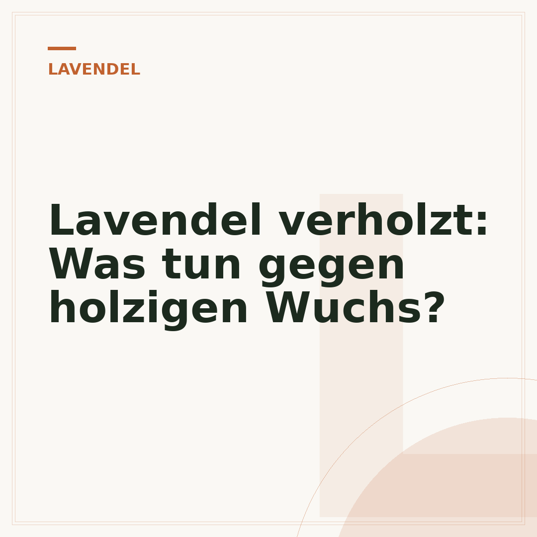 Lavendel verholzt: Was tun gegen holzigen Wuchs?