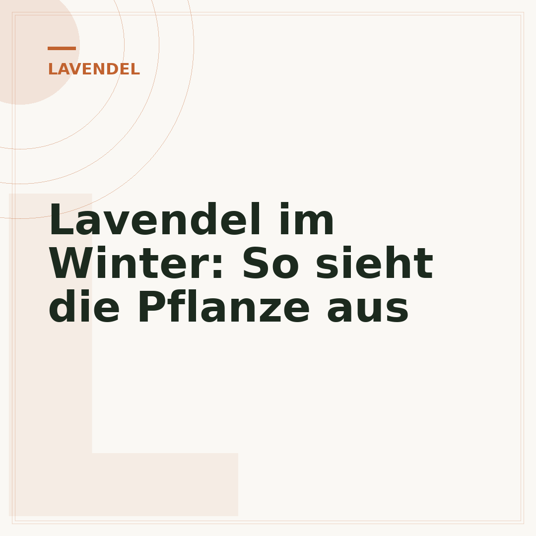 Lavendel im Winter: So sieht die Pflanze aus