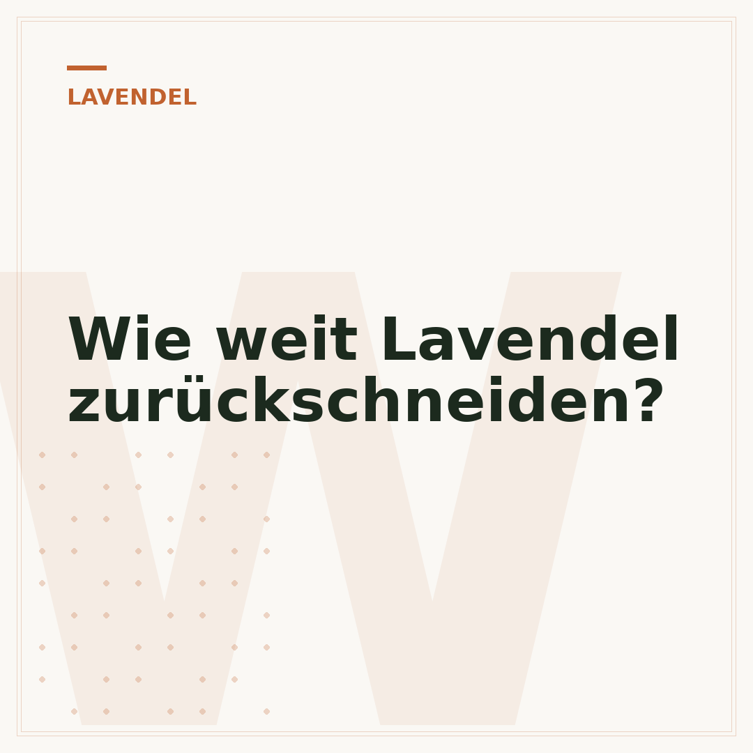 Wie weit Lavendel zurückschneiden?