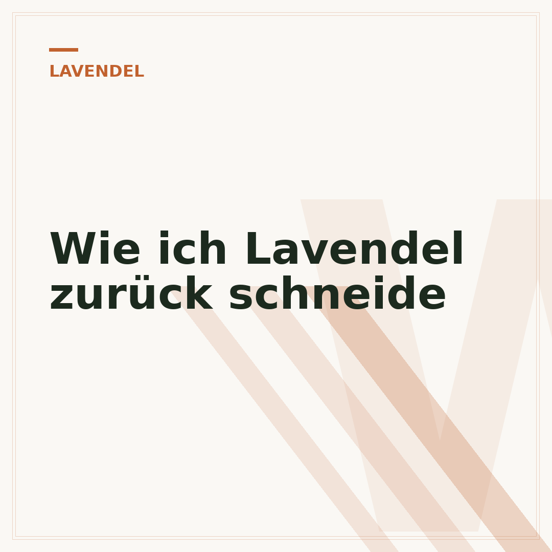Wie ich Lavendel zurück schneide