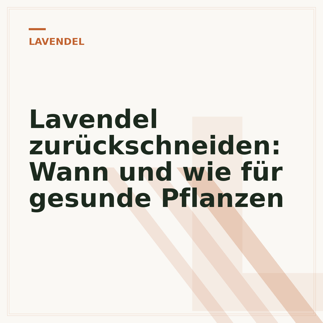 Lavendel zurückschneiden: Wann und wie für gesunde Pflanzen