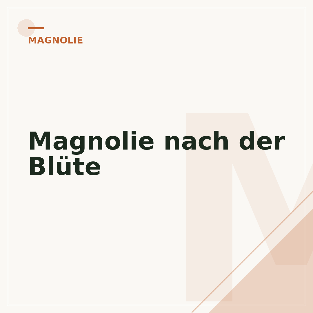 Magnolie nach der Blüte