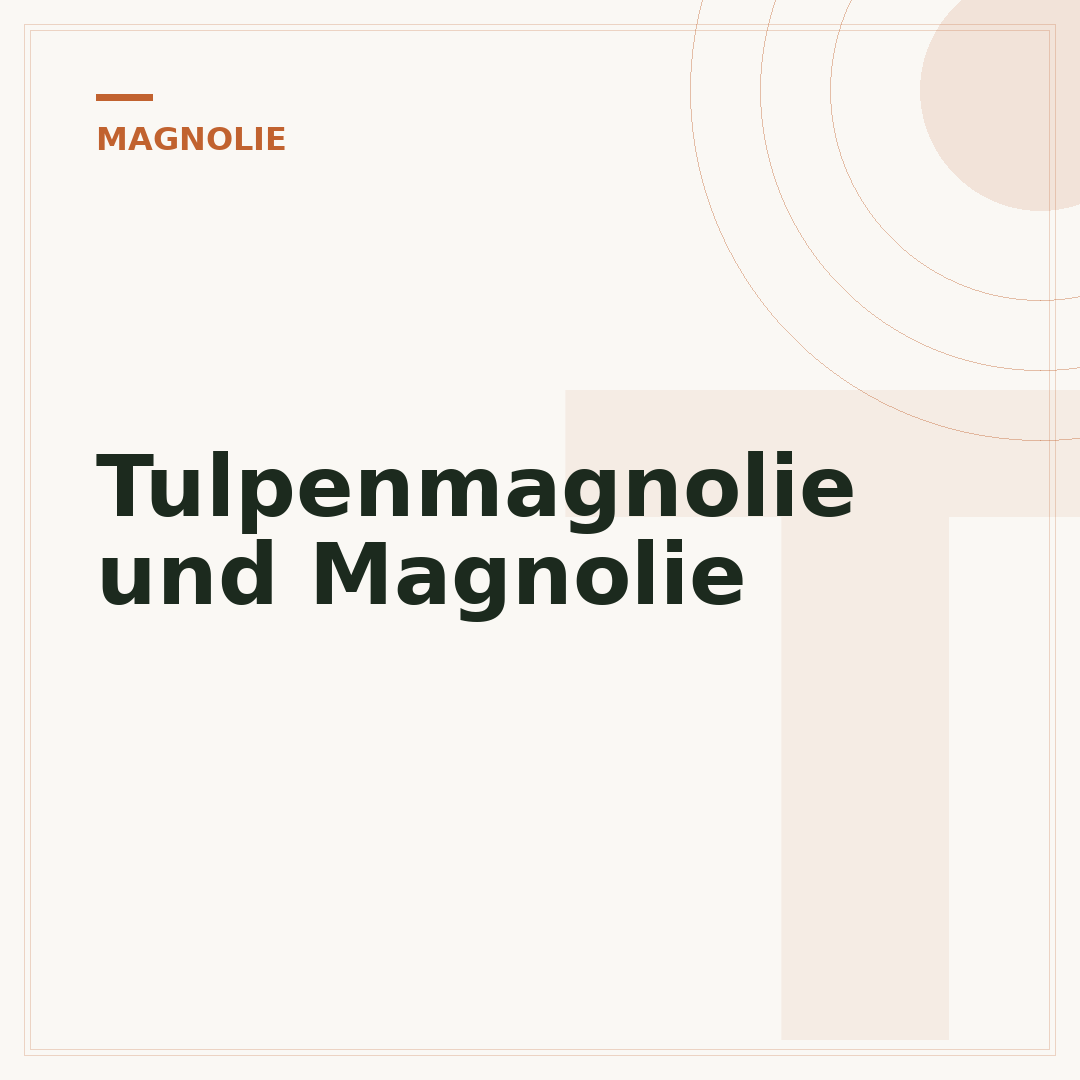Tulpenmagnolie und Magnolie