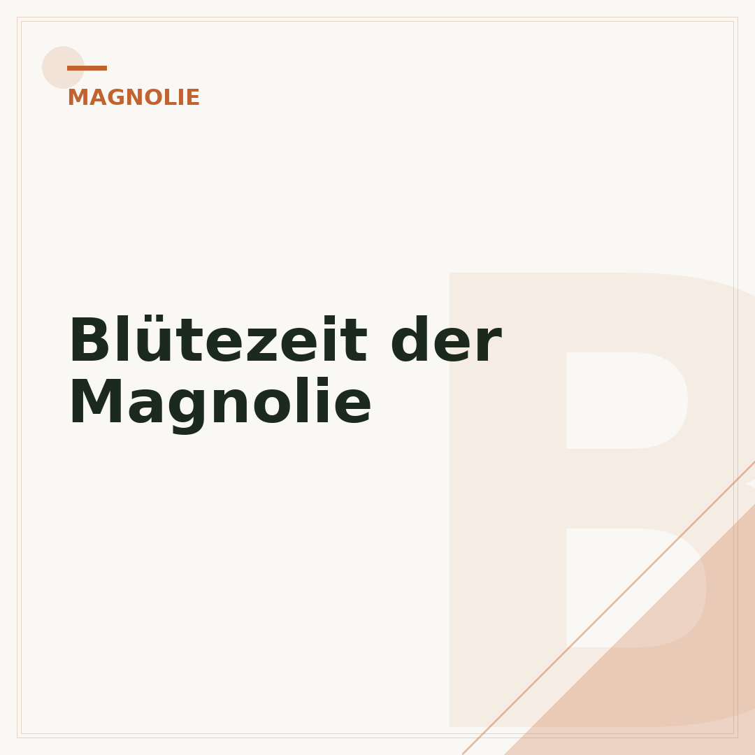 Blütezeit der Magnolie