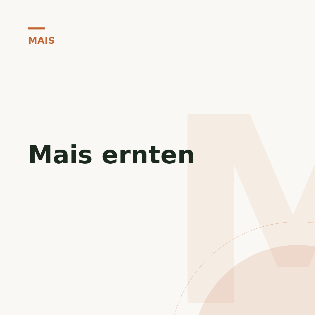 Mais ernten