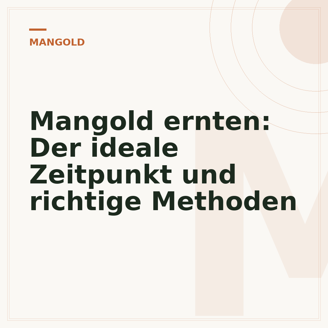 Mangold ernten: Der ideale Zeitpunkt und richtige Methoden