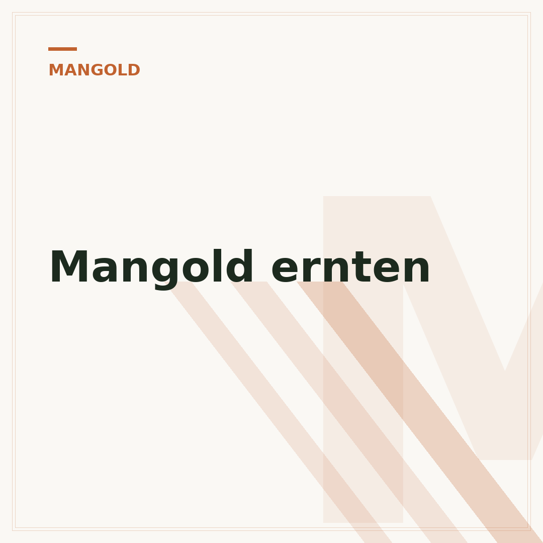 Mangold ernten